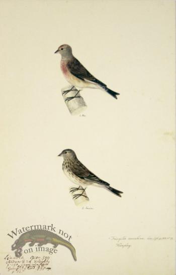 72 Swedish Birds . Fringilla Cannabina, Linnet, M.F